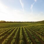 Regenerative agriculture and resilient soil